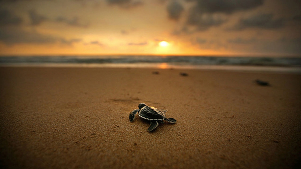 Kosgoda