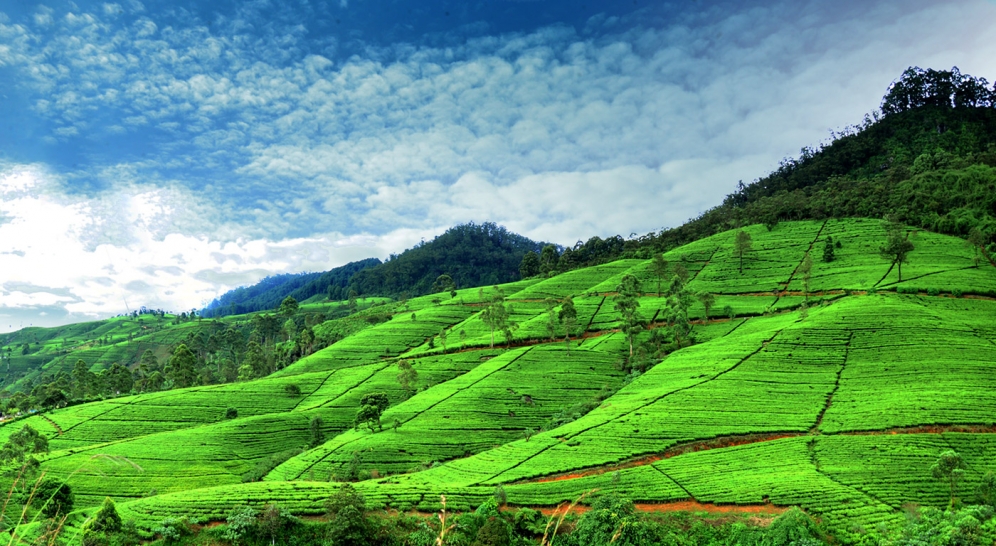 Nuwara Eliya