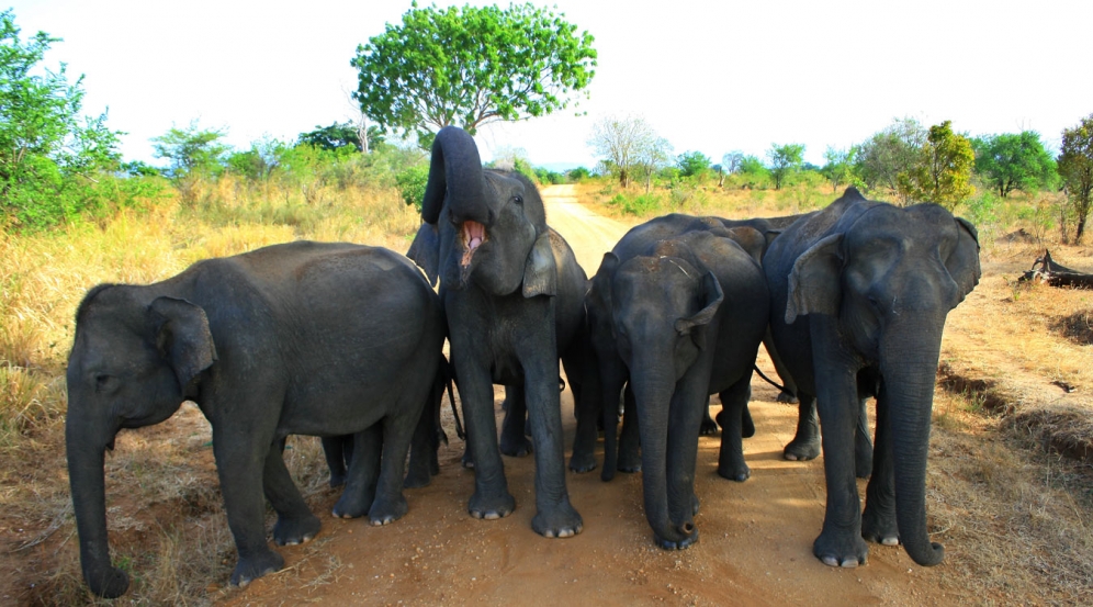 Udawalawe