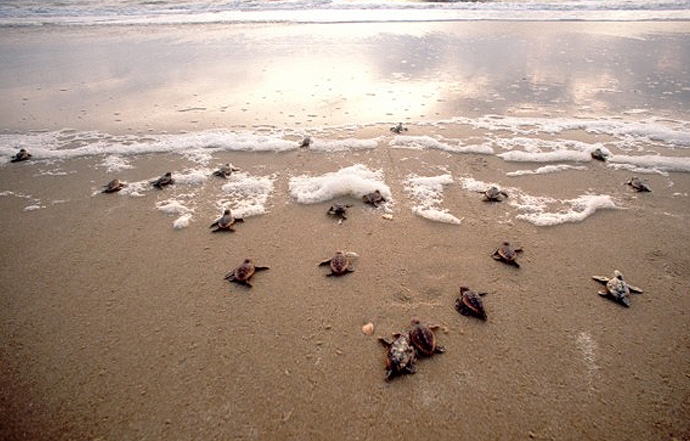 TURTLE WATCHING IN REKUWA, SOUTH COAST